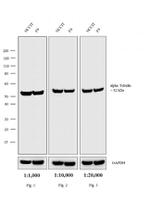 Rat IgG (H+L) Cross-Adsorbed Secondary Antibody in Western Blot (WB)