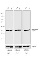 Rat IgG (H+L) Cross-Adsorbed Secondary Antibody in Western Blot (WB)