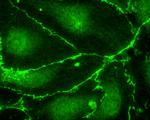 ECS (DYKDDDDK) Tag Antibody in Immunocytochemistry (ICC/IF)