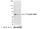 ECS (DYKDDDDK) Tag Antibody in Western Blot (WB)