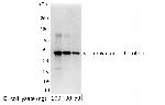 Myc Tag Antibody in Western Blot (WB)