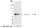 Myc Tag Antibody in Western Blot (WB)