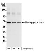 Myc Tag Antibody in Western Blot (WB)