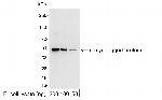 Myc Tag Antibody in Western Blot (WB)