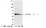 HA Tag Antibody in Western Blot (WB)