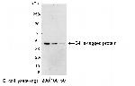 6-His Tag Antibody in Western Blot (WB)