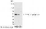 6-His Tag Antibody in Western Blot (WB)