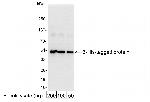 6-His Tag Antibody in Western Blot (WB)