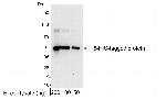 6-His Tag Antibody in Western Blot (WB)