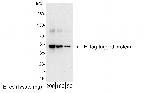 E Tag Antibody in Western Blot (WB)