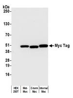 Myc Tag Antibody in Western Blot (WB)