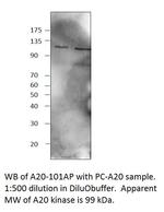 TNFAIP3 Antibody in Western Blot (WB)