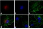 Rabbit IgG (H+L) Highly Cross-Adsorbed Secondary Antibody in Immunocytochemistry (ICC/IF)