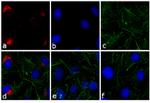 Rabbit IgG (H+L) Cross-Adsorbed Secondary Antibody in Immunocytochemistry (ICC/IF)