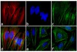 Mouse IgG1 Cross-Adsorbed Secondary Antibody in Immunocytochemistry (ICC/IF)