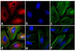 Mouse IgG1 Cross-Adsorbed Secondary Antibody in Immunocytochemistry (ICC/IF)