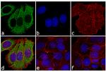 Mouse IgG (H+L) Cross-Adsorbed Secondary Antibody in Immunocytochemistry (ICC/IF)