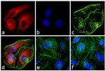 Mouse IgG (H+L) Cross-Adsorbed Secondary Antibody in Immunocytochemistry (ICC/IF)