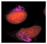 Mouse IgG (H+L) Cross-Adsorbed Secondary Antibody in Immunocytochemistry (ICC/IF)