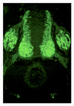 HuC/HuD Antibody in Immunohistochemistry (Frozen) (IHC (F))