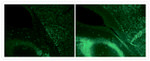 HuC/HuD Antibody in Immunohistochemistry (Frozen) (IHC (F))