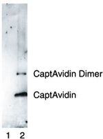 Nitrotyrosine Antibody in Western Blot (WB)