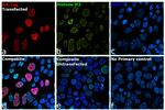 HA Tag Antibody in Immunocytochemistry (ICC/IF)