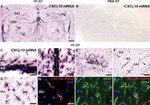 GFAP Antibody in Immunohistochemistry (IHC)