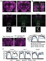 GFP Antibody in Immunohistochemistry (IHC)