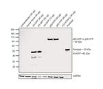 GFP Antibody