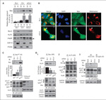 OxPhos Complex IV subunit IV Antibody in Western Blot (WB)