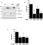 OxPhos Complex IV subunit IV Antibody in Western Blot (WB)