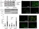 OxPhos Complex IV subunit IV Antibody in Western Blot (WB)