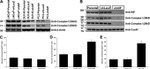 OxPhos Complex IV subunit IV Antibody in Western Blot (WB)