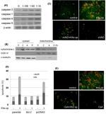 OxPhos Complex IV subunit IV Antibody in Western Blot (WB)