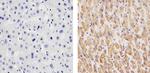 OxPhos Complex IV subunit IV Antibody in Immunohistochemistry (Paraffin) (IHC (P))