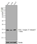 OxPhos Complex IV subunit IV Antibody in Western Blot (WB)