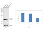 OxPhos Complex IV subunit IV Antibody in Western Blot (WB)