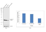 OxPhos Complex IV subunit IV Antibody