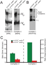 ATP Synthase beta Antibody in Western Blot (WB)