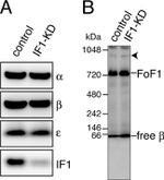 ATP Synthase beta Antibody in Western Blot (WB)