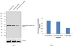 ATP Synthase beta Antibody