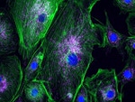 ATPIF1 Antibody in Immunocytochemistry (ICC/IF)