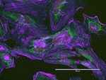 ATPIF1 Antibody in Immunocytochemistry (ICC/IF)