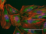 ATPIF1 Antibody in Immunocytochemistry (ICC/IF)