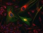 ATPIF1 Antibody in Immunocytochemistry (ICC/IF)