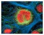 ATPIF1 Antibody in Immunocytochemistry (ICC/IF)