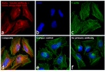 Mouse IgG (H+L) Cross-Adsorbed Secondary Antibody in Immunocytochemistry (ICC/IF)