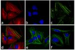 Rabbit IgG (H+L) Cross-Adsorbed Secondary Antibody in Immunocytochemistry (ICC/IF)