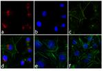 Rabbit IgG (H+L) Highly Cross-Adsorbed Secondary Antibody in Immunocytochemistry (ICC/IF)